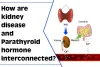 How are kidney disease and Parathyroid hormone interconnected?