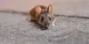 How commercial pest control is different from residential pest control?