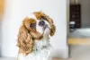 Know-How to Save Money on Your Dog-Related Expenses | DogExpress |