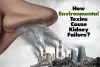 How Environmental Toxins Cause Kidney Failure?