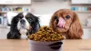 How Long Does It Take a Puppy to Digest Food
