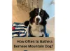 Animalpedias - A blog about the welfare of the animal