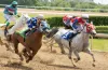 How Online Horse Race Betting Works | Full Guide | JeetWin Blog
