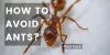 How to Avoid Ants? - Article Cluster