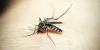 How to control mosquitoes in your home? | Pest Cure