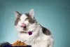 HOW TO DECODE CAT FOOD LABELS - petsfoodnutrition