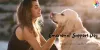 How an emotional support dog can enhance your productivity? | ESA letter | PDSC - PDSC