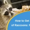 How to Get Rid of Raccoons: Removal