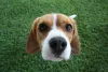 How To Groom Beagle – Know Their Daily, Weekly, And Monthly Regime! - DogExpress