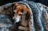 How To Keep Dogs Warm in Winter | DogExpress