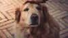 Dog Shipping Services: How To Move With Elderly Dog?