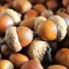How to Pick Up Acorns in Yard – Best Rake, Vacuum, Lawn Sweeper for Acorns