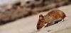  Fascinating Facts About Mice From Mice Exterminator In Toronto - Search Canada 