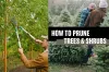 How To Prune Trees And Shrubs - Tall Timbers Tree Services
