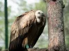 How Turkish Cargo transported Dobrila the endangered griffon vulture | Air Cargo