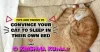 How can we train our cat to stay off the bed while still allowing him in the bedroom at night?