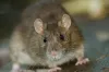 Get Rid of Mice