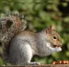 Squirrel Removal Chicago
