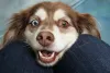 Reasons Why Your Pet’s Dental Health Is Important - HankPets