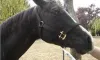 How To Use Horse Wormers