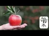 A Beginner's Guide to moringa seeds images