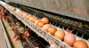 Operation Site of BTF4-8 Egg Tray Machine in Senegal - Beston Group