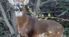 Using Your AR Rifle To Hunt | 80% Lowers