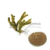 huperzia serrata, huperzia serrata extract, huperzia serrata benefits, herbal extract suppliers, huperzia serrata extract powder