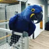HOME - samantha parrotstore