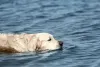 The Oasis PRO - Hydrotherapy for Canine & Small Animals| H2O For Fitness