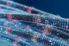 Network Longhaul Optical Fibre | STL Opticel fiber
