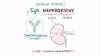 What is IgA nephropathy?