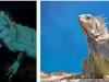 fun facts about animals
