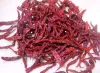 Indian Red Dry Chilli