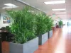 Looking for Special Indoor Plants Melbourne? This is Right Place!