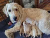 Fmpuppies - Farm to Market Puppies