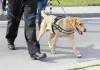 Security Dogs London: Why They Are More Effective Than CCTV Cameras 