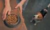 Cadet Dog Treats: A Comprehensive Guide to Premium Nutrition and Canine Happiness - PRP Newswire