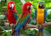 HOME - samantha parrotstore