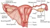 Ovary Normal Size in mm: Right and Left, Is Ovary Size Important to Get Pregnant? &ndash; PregaJunction