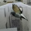  Bird Control Products Protect Your Industrial Zone