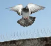  Choose An Effective Industrial Bird Control Services in India