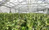 CBD Onlineshop | HY5 SHOP | Hanfblüten &amp; Hanföl zum besten Preis kauf