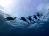 Open Water Diver Course in Koh Tao | Best Price Guaranteed!