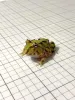 Which Exotic Frogs Species Can You Find Online.