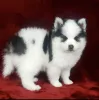 Pomsky puppy for sale - Sasha - Pets Shopping Online blue eye pomsky