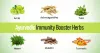 5 Immune Boosters to help keep you Healthy - Airra ~ Interesting Content To Read | Write For Us