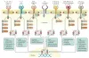 Immunology & Inflammation - CD BioSciences