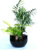 Best Office Indoor Plants Hire Melbourne
