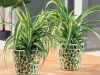 Health Benefits of Having Melbourne Indoor Plants - AtoAllinks
